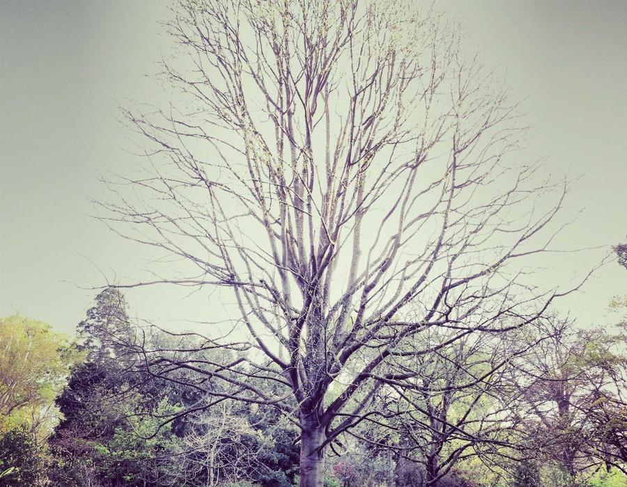 Honda CG 125 2023 - Faisalabad